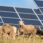 MORGAN SOLAR FARM PROPOSAL - Green Gold Energy