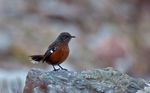 Western Cape Voyager Between the ocean and the mountains; a birding and wildlife adventure in the fairest Cape - Lawson's Birding ...