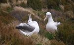 South pacific the FORGOTTEN islands of the - A RNZYS exclusive voyage to the Subantarctic Islands - Royal ...