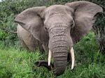 TEMBE ELEPHANT PARK - Umlingo Travel PR