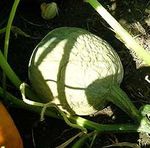 Phytophthora Blight of Cucurbits and Peppers