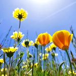 CAPSULES WITH INVERTED DOT-PRODUCT ATTENTION ROUTING