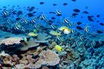 President Obama created some of the world's largest protected marine reserves, a decision long protested by the fishing industry. Yet some are ...