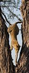 AFRICA BOTSWANA KENYA NAMIBIA SOUTH AFRICA VICTORIA FALLS - SEPTEMBER 2021 - NOVEMBER 2022 - LLAMA TRAVEL
