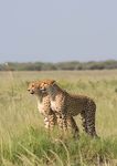 AFRICA BOTSWANA KENYA NAMIBIA SOUTH AFRICA VICTORIA FALLS - SEPTEMBER 2021 - NOVEMBER 2022 - LLAMA TRAVEL