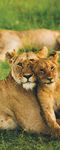 AFRICA BOTSWANA KENYA NAMIBIA SOUTH AFRICA VICTORIA FALLS - SEPTEMBER 2021 - NOVEMBER 2022 - LLAMA TRAVEL