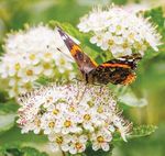 Butterfly Gardener - The Great Butterfly Bush Debate - Volume 17, Issue 2 Summer 2012