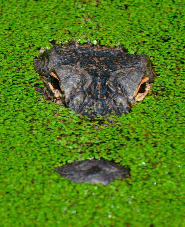 UF SMALL & LARGE ANIMAL HOSPITALS 2021 REFERRAL GUIDE University of