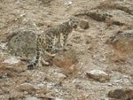10 days Tajikistan Snow leopard Adventure - February 2021