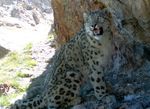 10 days Tajikistan Snow leopard Adventure - February 2021