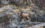 10 days Tajikistan Snow leopard Adventure - February 2021