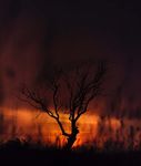 REVIEW OF THE MENTAL HEALTH EFFECTS OF WILDFIRE - SMOKE, SOLASTALGIA, AND NON-TRADITIONAL FIREFIGHTERS