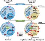 Metformin induced ROS upregulation as amplified by apigenin causes profound anticancer activity while sparing normal cells - Nature