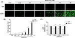 Metformin induced ROS upregulation as amplified by apigenin causes profound anticancer activity while sparing normal cells - Nature