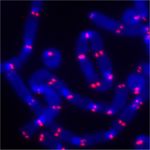 The end protection problem-an unexpected twist in the tail