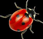 CREATE YOUR OWN LADYBUG - Create your own lucky beetle with some simple art supplies! - 4-H