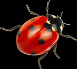 CREATE YOUR OWN LADYBUG - Create your own lucky beetle with some simple art supplies! - 4-H