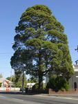 202 TREE VICTORIAN - National Trust of ...