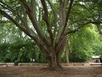 202 TREE VICTORIAN - National Trust of ...