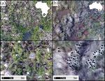 Counting Mixed Breeding Aggregations of Animal Species Using Drones: Lessons from Waterbirds on Semi-Automation