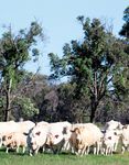 WINDOW OF OPPORTUNITY - FEMALE SALE 86 CHAROLAIS LOTS - Palgrove