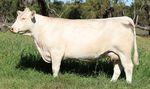 WINDOW OF OPPORTUNITY - FEMALE SALE 86 CHAROLAIS LOTS - Palgrove