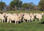 WINDOW OF OPPORTUNITY - FEMALE SALE 86 CHAROLAIS LOTS - Palgrove