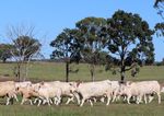 WINDOW OF OPPORTUNITY - FEMALE SALE 86 CHAROLAIS LOTS - Palgrove