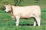 WINDOW OF OPPORTUNITY - FEMALE SALE 86 CHAROLAIS LOTS - Palgrove