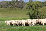 WINDOW OF OPPORTUNITY - FEMALE SALE 86 CHAROLAIS LOTS - Palgrove