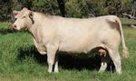 WINDOW OF OPPORTUNITY - FEMALE SALE 86 CHAROLAIS LOTS - Palgrove