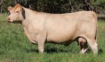 WINDOW OF OPPORTUNITY - FEMALE SALE 86 CHAROLAIS LOTS - Palgrove