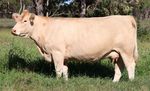 WINDOW OF OPPORTUNITY - FEMALE SALE 86 CHAROLAIS LOTS - Palgrove