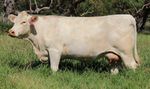 WINDOW OF OPPORTUNITY - FEMALE SALE 86 CHAROLAIS LOTS - Palgrove