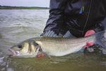 BASS ANGLING IN IRELAND - Fishing in Ireland