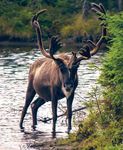 And the Great North American Caribou Migration - Experience authentic Canadian hospitality - SEPTEMBER 11-16, 2019 - Tulane University