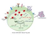 Book Chapter A microRNA Profile of Human CD8+ Regulatory T cells and Characterization of the Effects of microRNAs on Treg Cell-Associated Genes