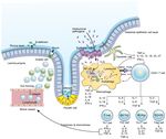 Pathogenesis of Inflammatory Bowel Disease and Recent Advances in Biologic Therapies
