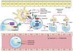 Pathogenesis of Inflammatory Bowel Disease and Recent Advances in Biologic Therapies
