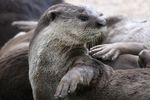 Singapore otters' lockdown antics spark backlash - Phys.org