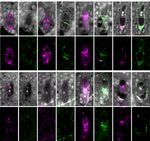 Asexual Female Gametogenesis Involves Contact with a Sexually Fated Megaspore in Apomictic Hieracium1 OPEN