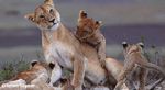 CIRCLE OF LIFE, AFRICA - PHOTOGRAPHY & VIEWING - Big Animals Expeditions