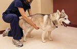 DOG FIRST AID Guide Faculty of Veterinary Medicine - Centre hospitalier universitaire ...