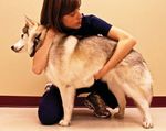 DOG FIRST AID Guide Faculty of Veterinary Medicine - Centre hospitalier universitaire ...
