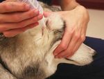 DOG FIRST AID Guide Faculty of Veterinary Medicine - Centre hospitalier universitaire ...