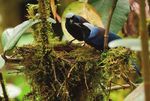 Important Bird Areas of the - Neotropics: ecuador