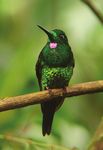 Important Bird Areas of the - Neotropics: ecuador