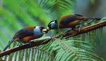 Important Bird Areas of the - Neotropics: ecuador