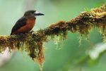Important Bird Areas of the - Neotropics: ecuador