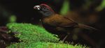Important Bird Areas of the - Neotropics: ecuador